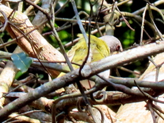 Apalis ruddi fumosa