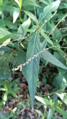 Achyranthes longifolia