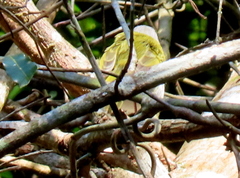 Apalis ruddi fumosa