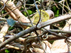 Apalis ruddi fumosa