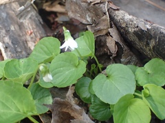 Viola pallens