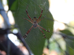 Argiope anasuja