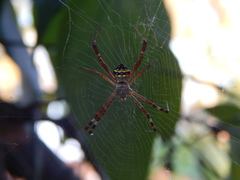 Argiope anasuja