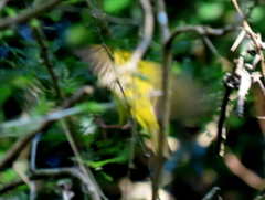 Apalis ruddi fumosa