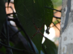 Argiope anasuja