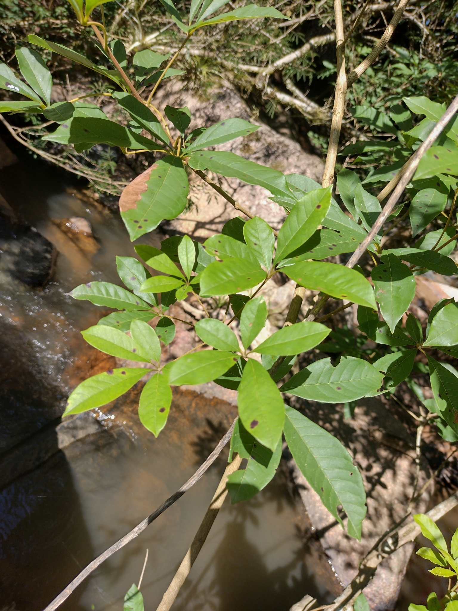 Vitex megapotamica