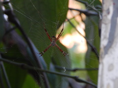 Argiope anasuja