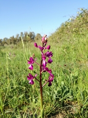 Anacamptis laxiflora