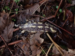 Salamandra salamandra