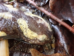 Salamandra salamandra