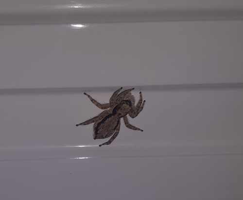 Gray Wall Jumping Spider