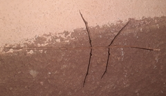 Cladoxerini