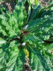 Mandragora autumnalis
