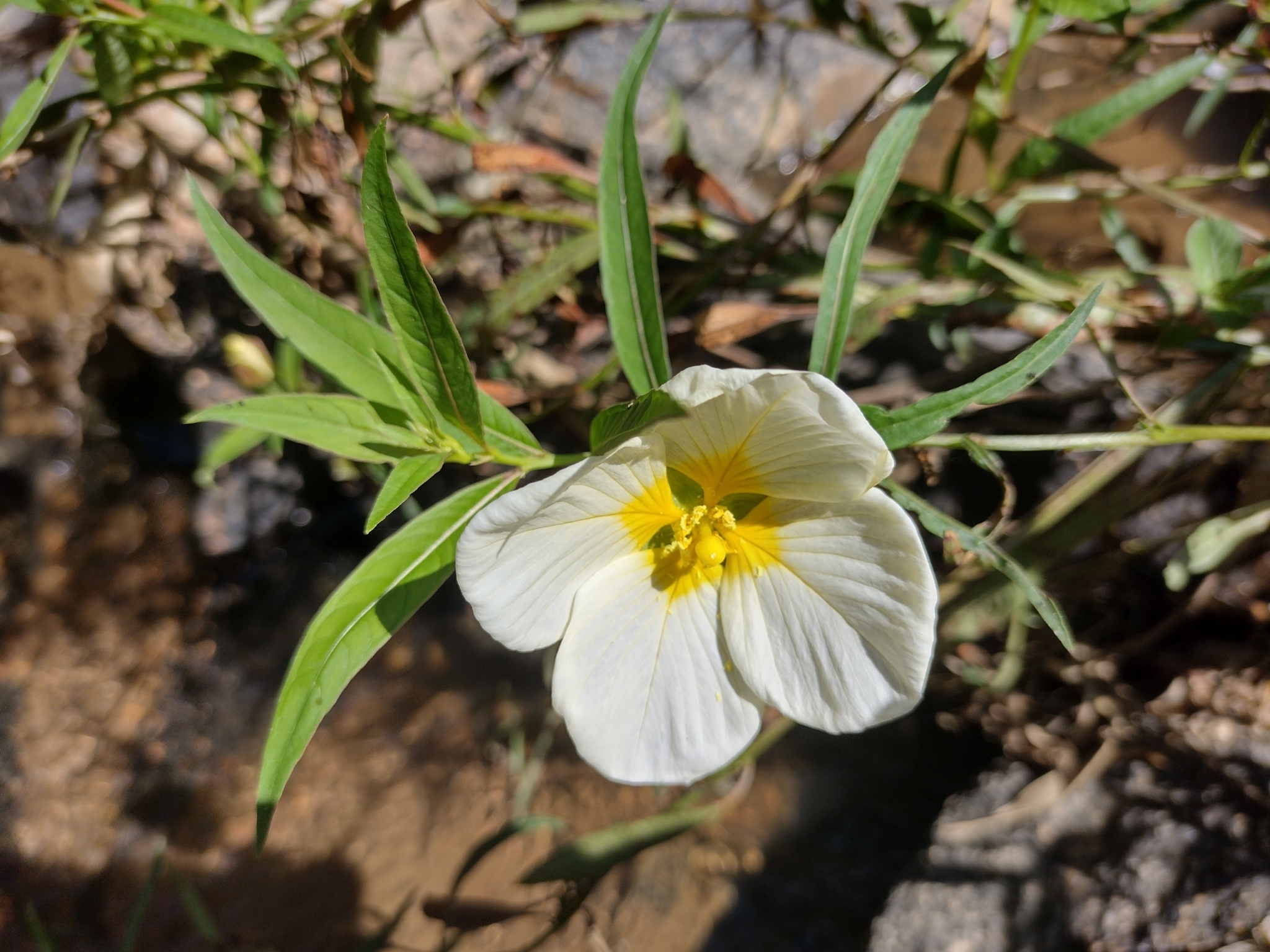 Ludwigia major