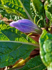 Mandragora autumnalis