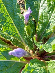 Mandragora autumnalis