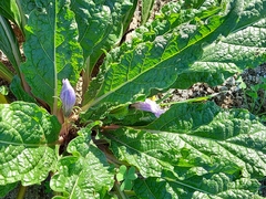Mandragora autumnalis