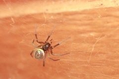 Steatoda nobilis
