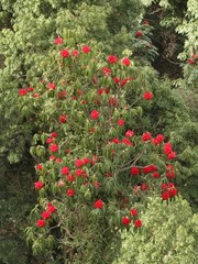 Rhododendron arboreum