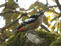 Dendrocopos himalayensis