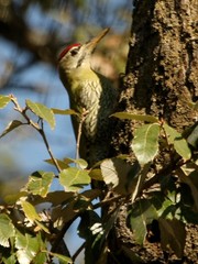 Picus squamatus
