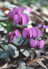 Cyclamen coum coum