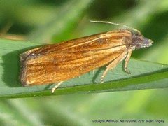 Eucosma umbrastriana
