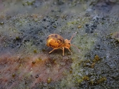 Dicyrtomina ornata