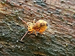 Dicyrtomina ornata