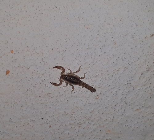 Bothriurus asper