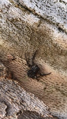 Bassaniana decorata