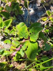 Plectranthus rubropunctatus