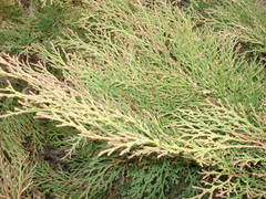 Microbiota decussata