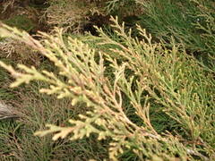 Microbiota decussata