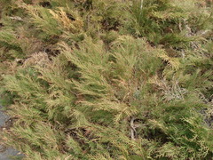 Microbiota decussata