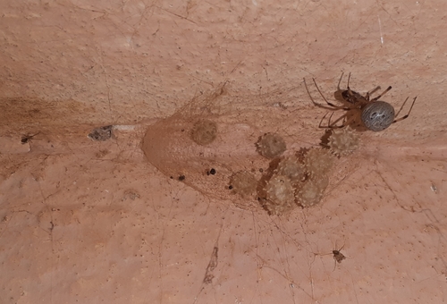 Brown Widow
