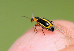 Attalus circumscriptus