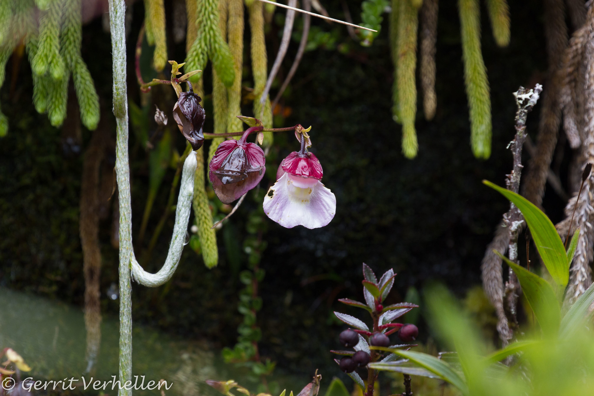 Utricularia unifolia image