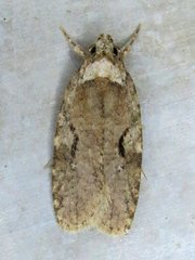 Agonopterix curvilineella