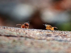 Dicyrtomina ornata