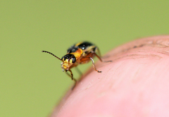 Attalus circumscriptus