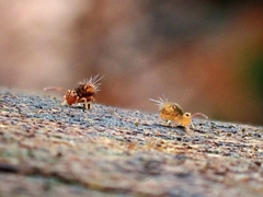 Dicyrtomina ornata
