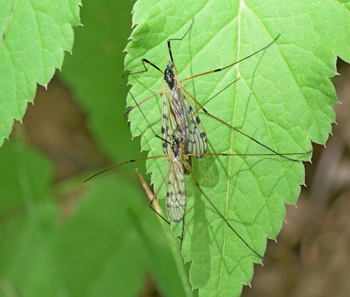 Limonia splendens