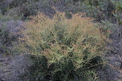 Banksia alliacea