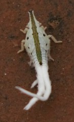 Fulgoromorpha