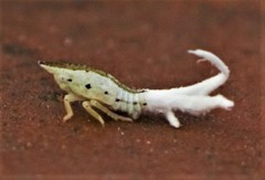 Fulgoromorpha