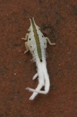 Fulgoromorpha