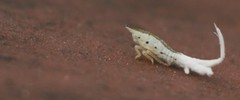 Fulgoromorpha