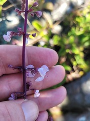 Plectranthus rubropunctatus
