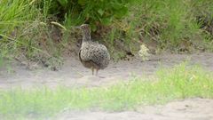 Nothoprocta cinerascens